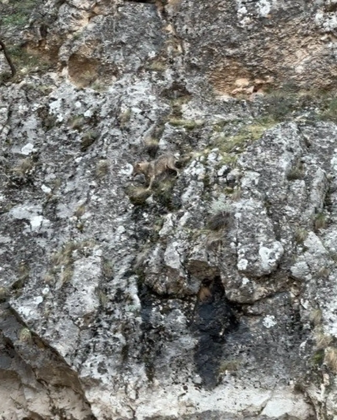 Erzincan’da kurtlarla yaban keçilerinin amansız mücadelesi kamerada