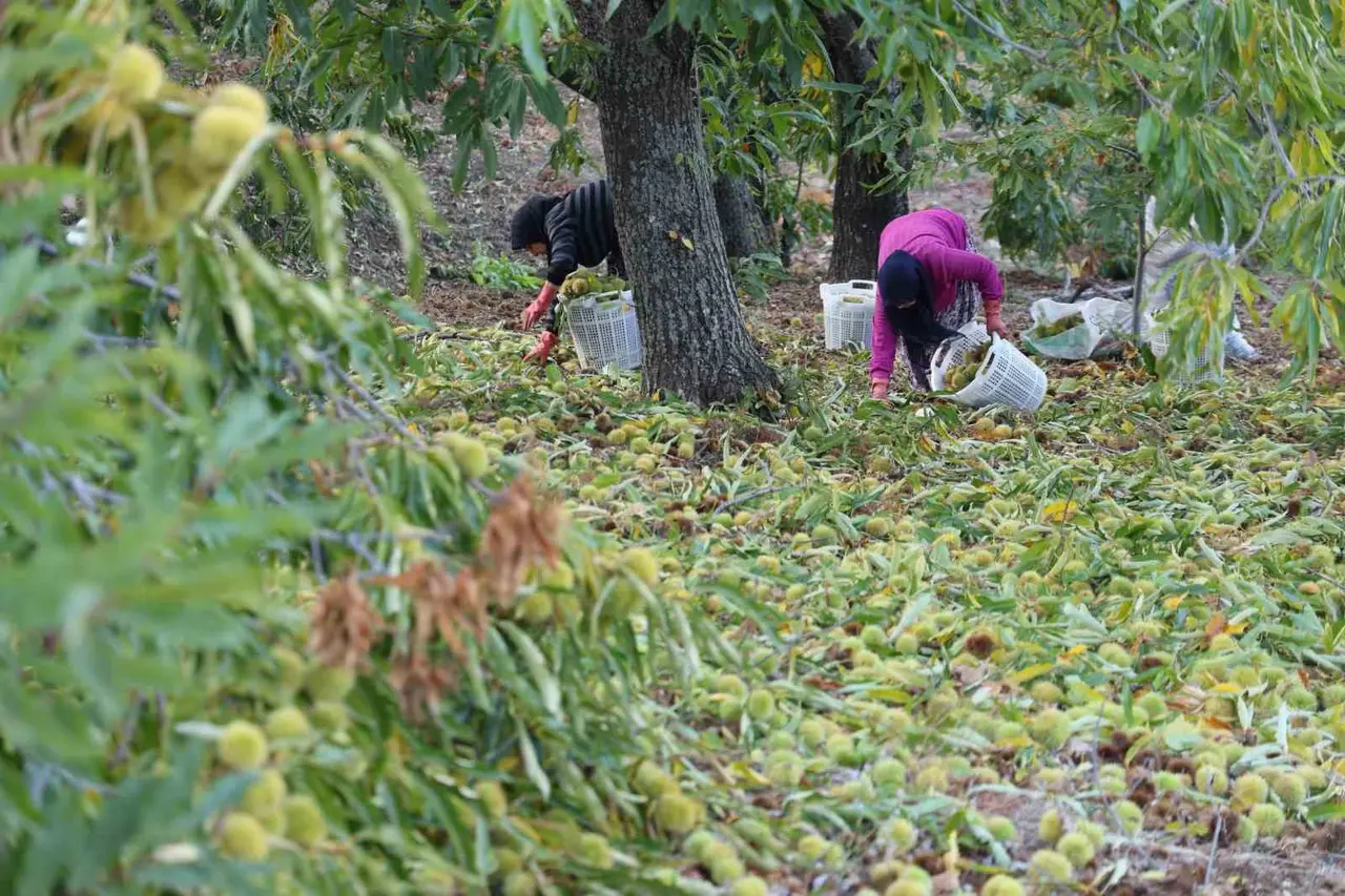 Aydın’da dağlardaki kestane hasadı sona erdi