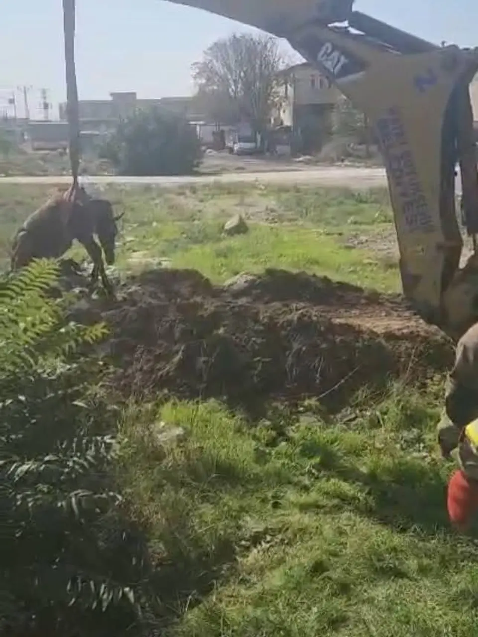 Antakya’da kuyuya düşen at kurtarıldı