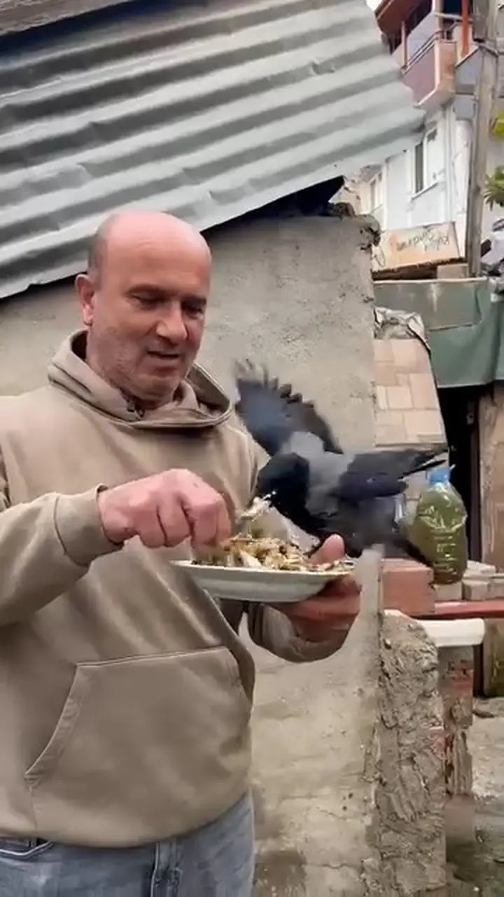 4 yıldır beslediği kargasına elleriyle balık yedirdi