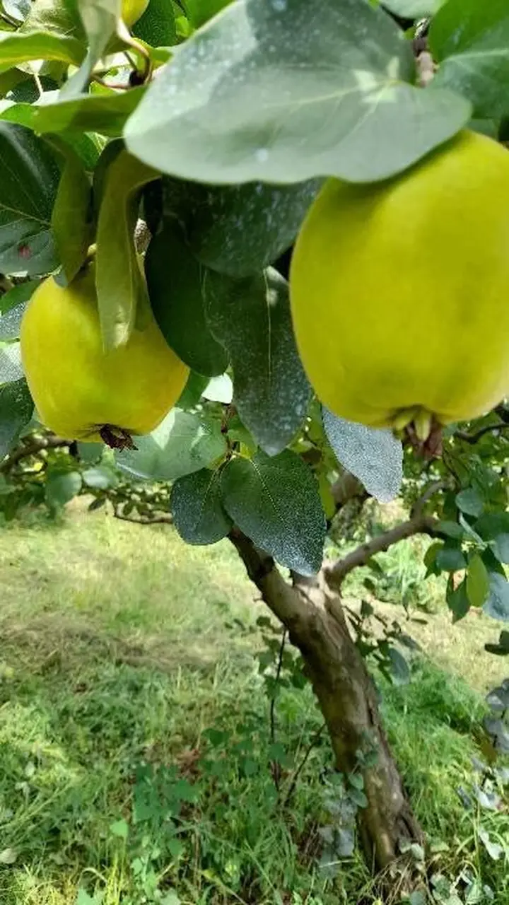 Dalların altın sarısı tartıyı zorladı