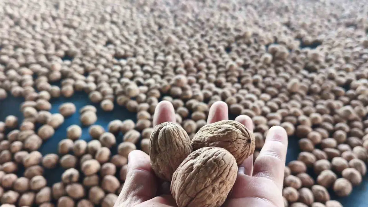 Edirne’de 400 ton ceviz rekoltesi bekleniyor: Üreticiler ürün kalitesi ve verimden memnun