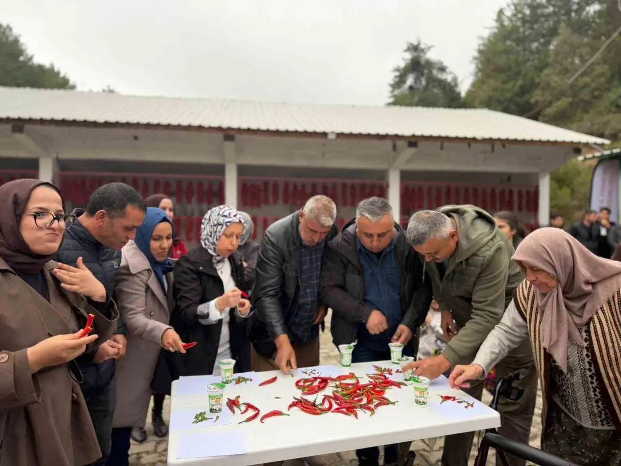 Ünlü Çukurören acı biberi yiyerek yarıştılar