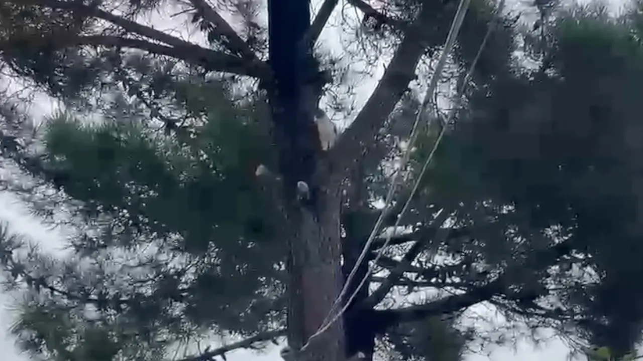 Ağaçta mahsur kalan kediyi itfaiye kurtardı