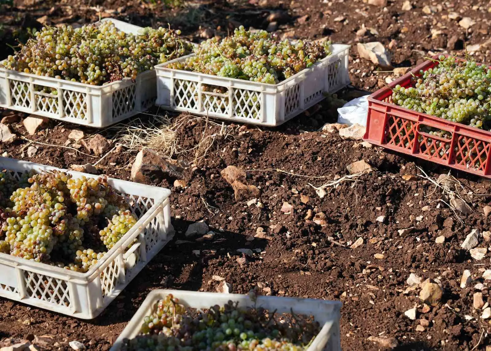 Mardin’in geleneksel lezzeti mazrone üzümü pekmeze dönüşüyor