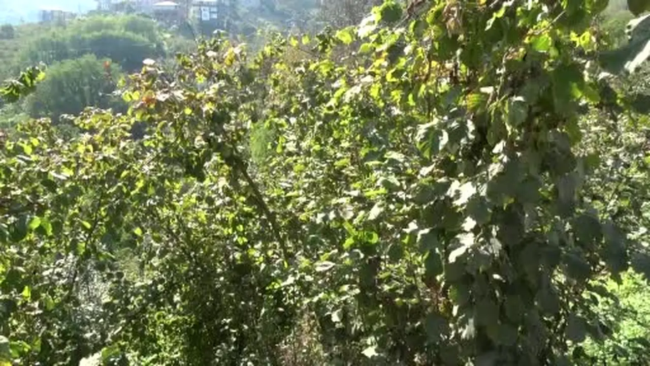 Trabzon’da kokarcaya karşı seferberlik sonuç veriyor, popülasyonu azalıyor