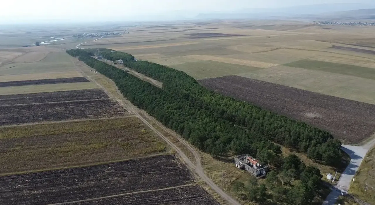COP31’e örnek bir hikaye: 55 yıl önce diktiği fidanların ormana dönüşmesini gururla izliyor