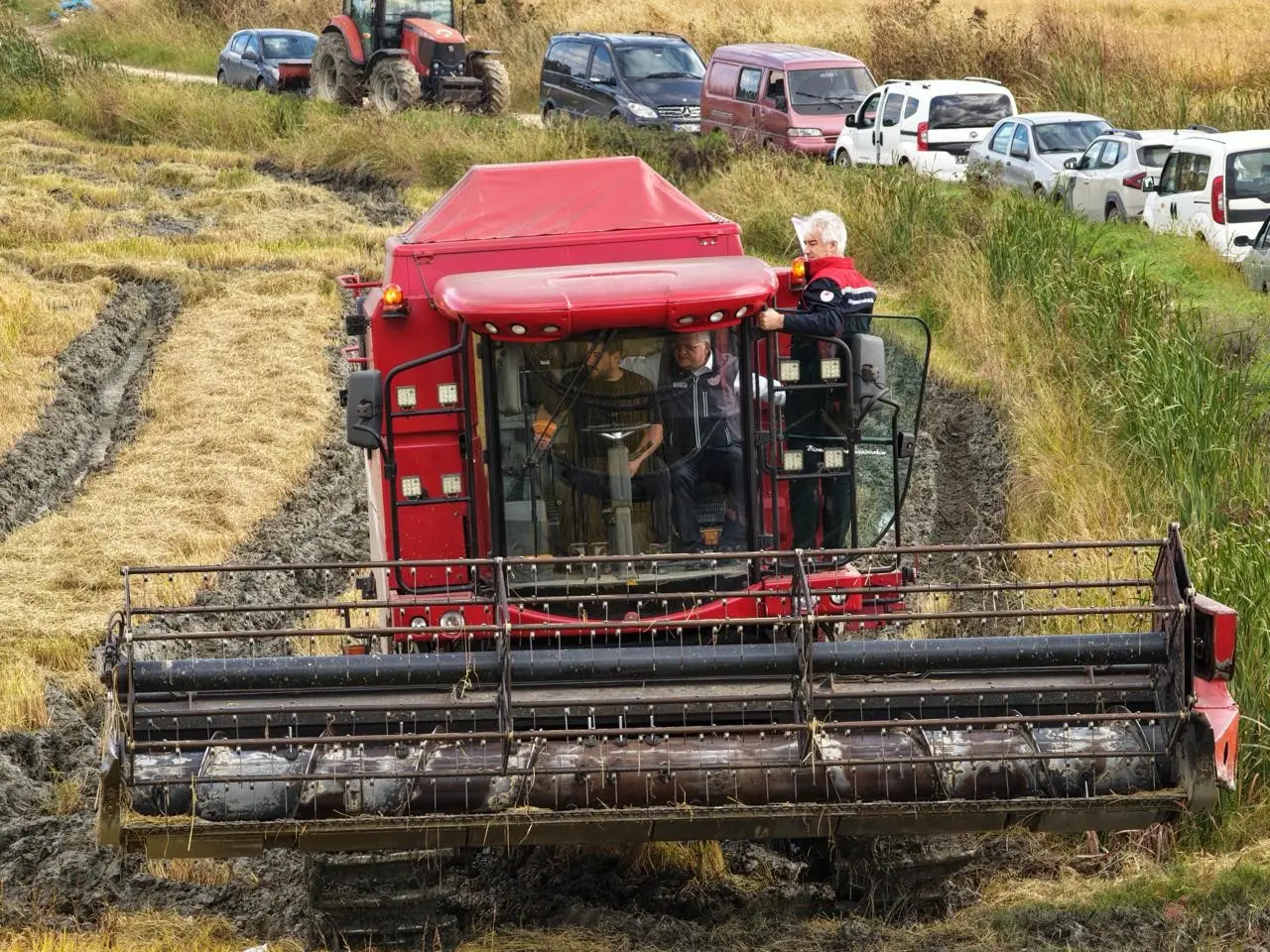 Sinop’ta çeltik hasadı başladı
