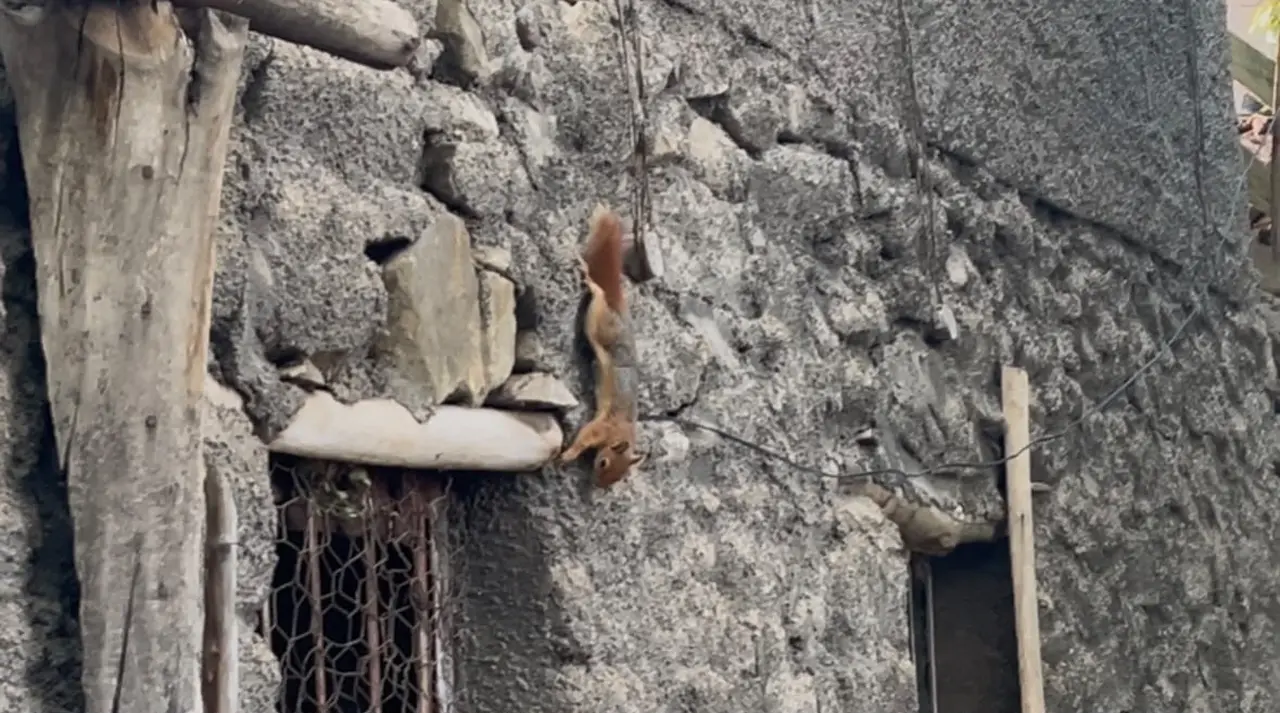 Bingöl’de sincabın insanlardan korkmadan bahçede dolaştığı anlar görüntülendi