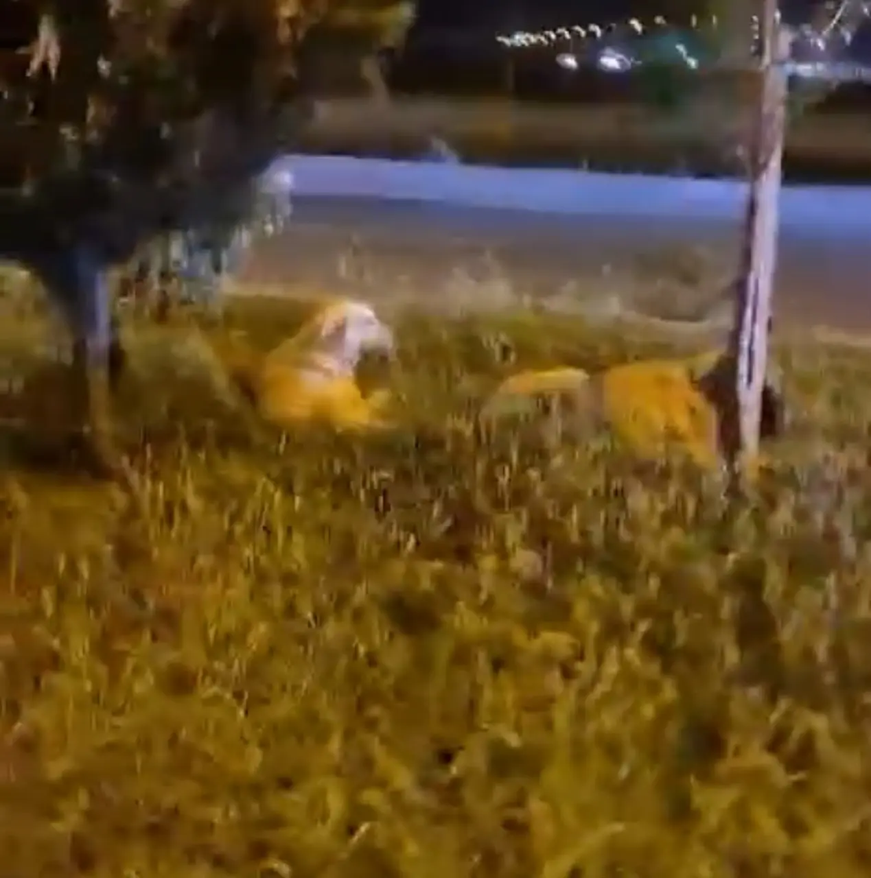 Batman "Köpekler saldırmıyor" deyip video çekerken derken köpeklerin saldırısına uğradı