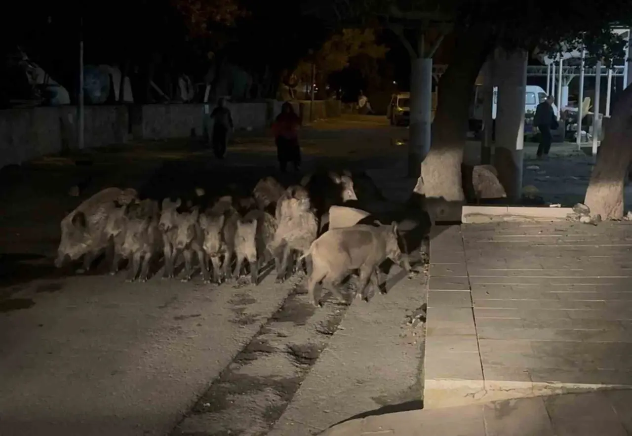 Bodrum’da domuz sürüsü mahalleye indi