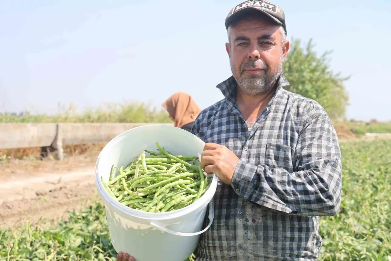 Protein ve lif bakımından zengin olan lübyede hasat başladı