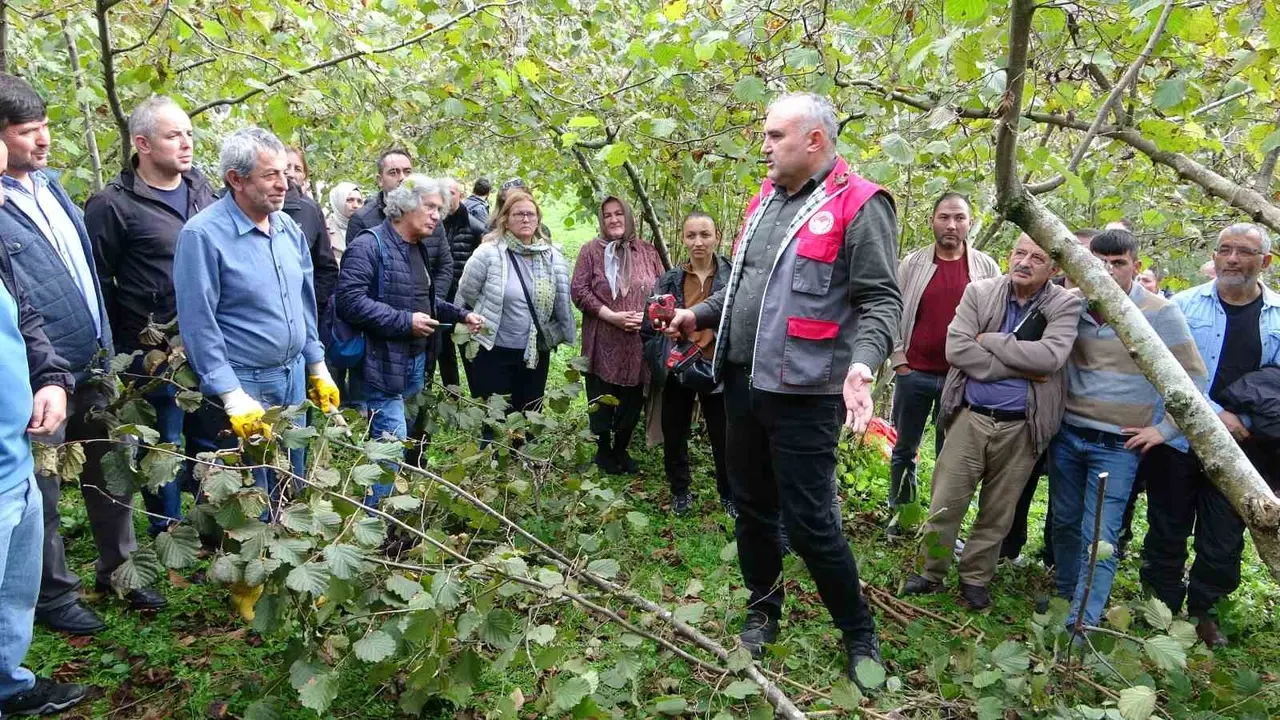 Giresun’da fındıkta verimi artırmak için üreticilere uygulamalı budama eğitimi veriliyor