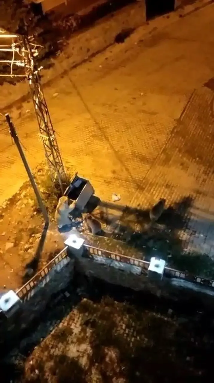 Kars’ta ayılar mahalleyi istila etti