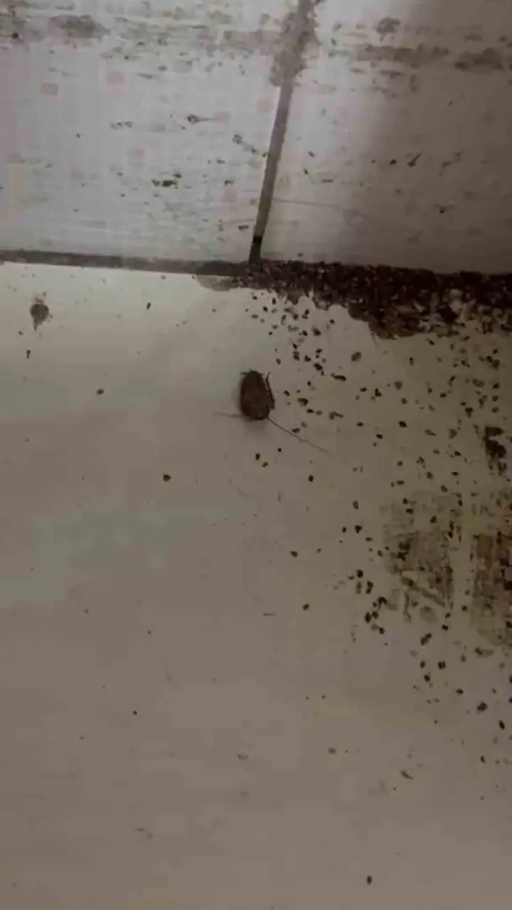 Hamam böceği ve sigara izmaritinden geçilmeyen fırında mide bulandıran görüntüler