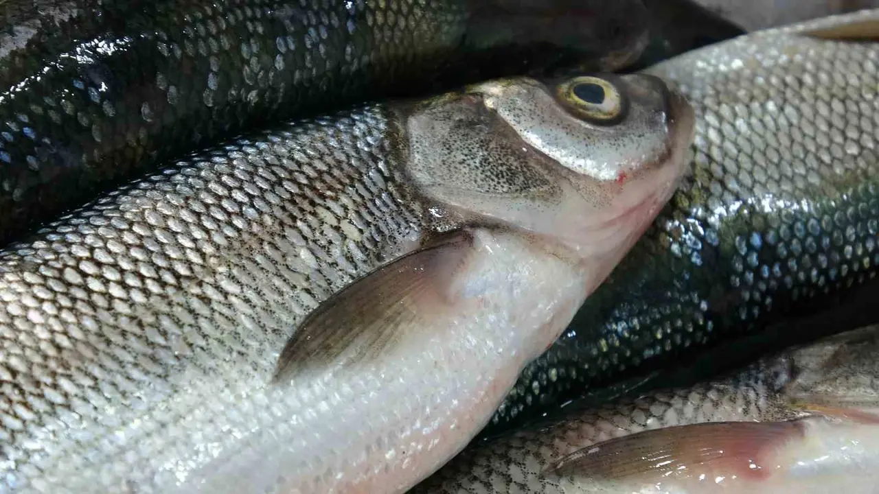 Van’da tezgahlar çeşitlendi: Tüketicinin tercihi Van Gölü’nün incisi oldu