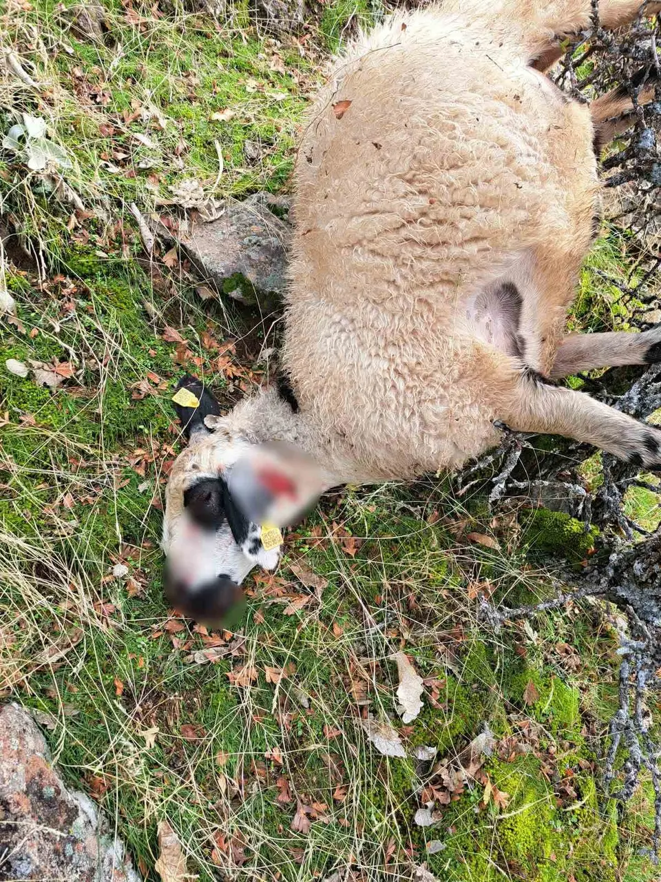Tunceli’de kurt saldırısı: 14 koyun telef oldu