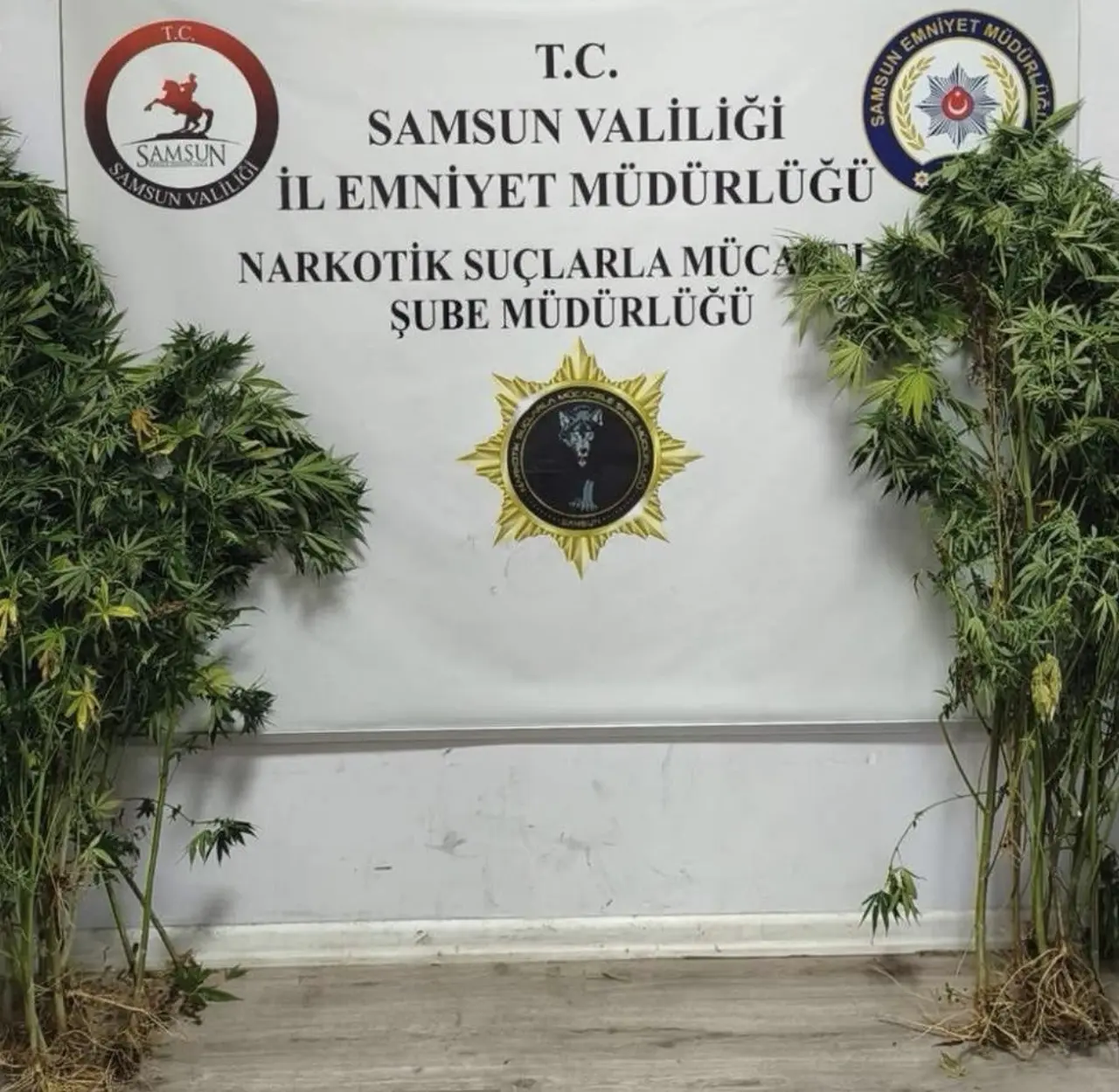 Bafra ve İlkadım’da uyuşturucu operasyonu