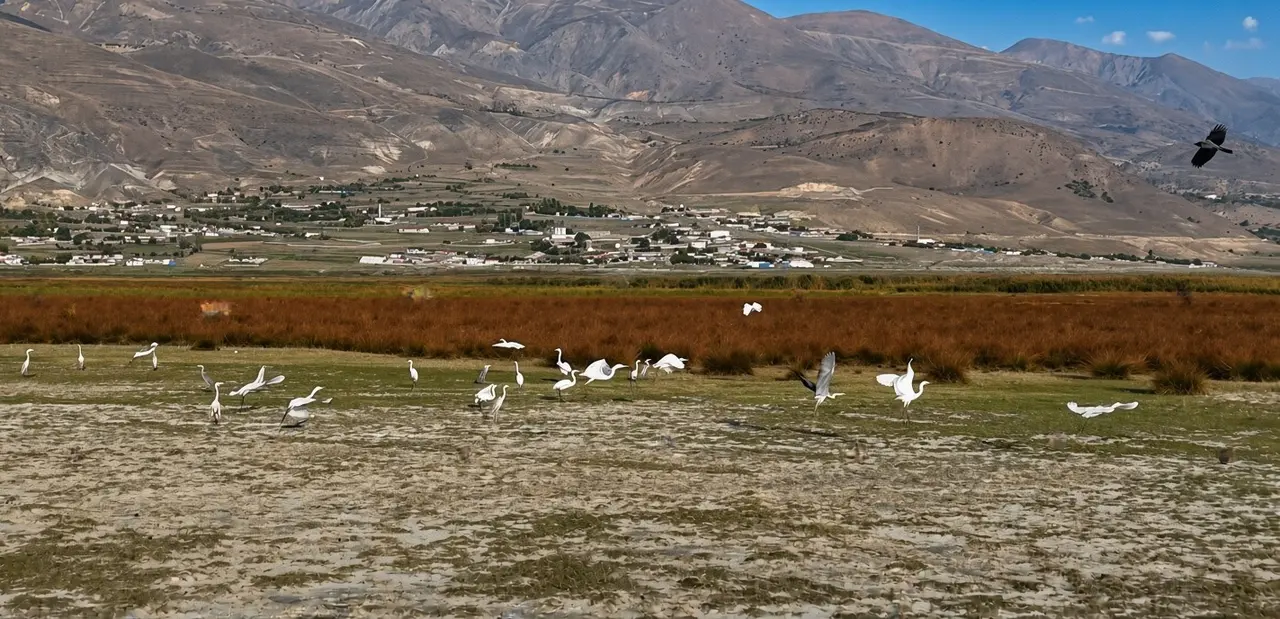 Erzincan’da Kuş Cenneti’nde göç öncesi son görüntüler