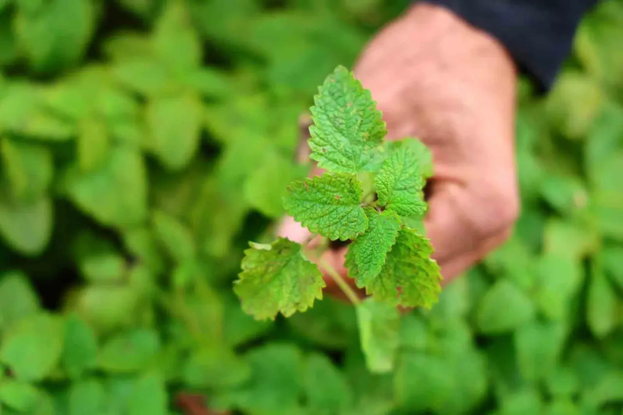 Beş dönümlük dağlık araziyi, tıbbi aromatik bitki bahçesine çevirdi
