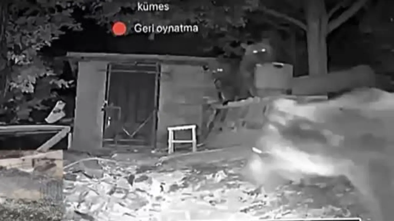 Erzincan’da 3 ayı bağ evinin bahçesine girdi