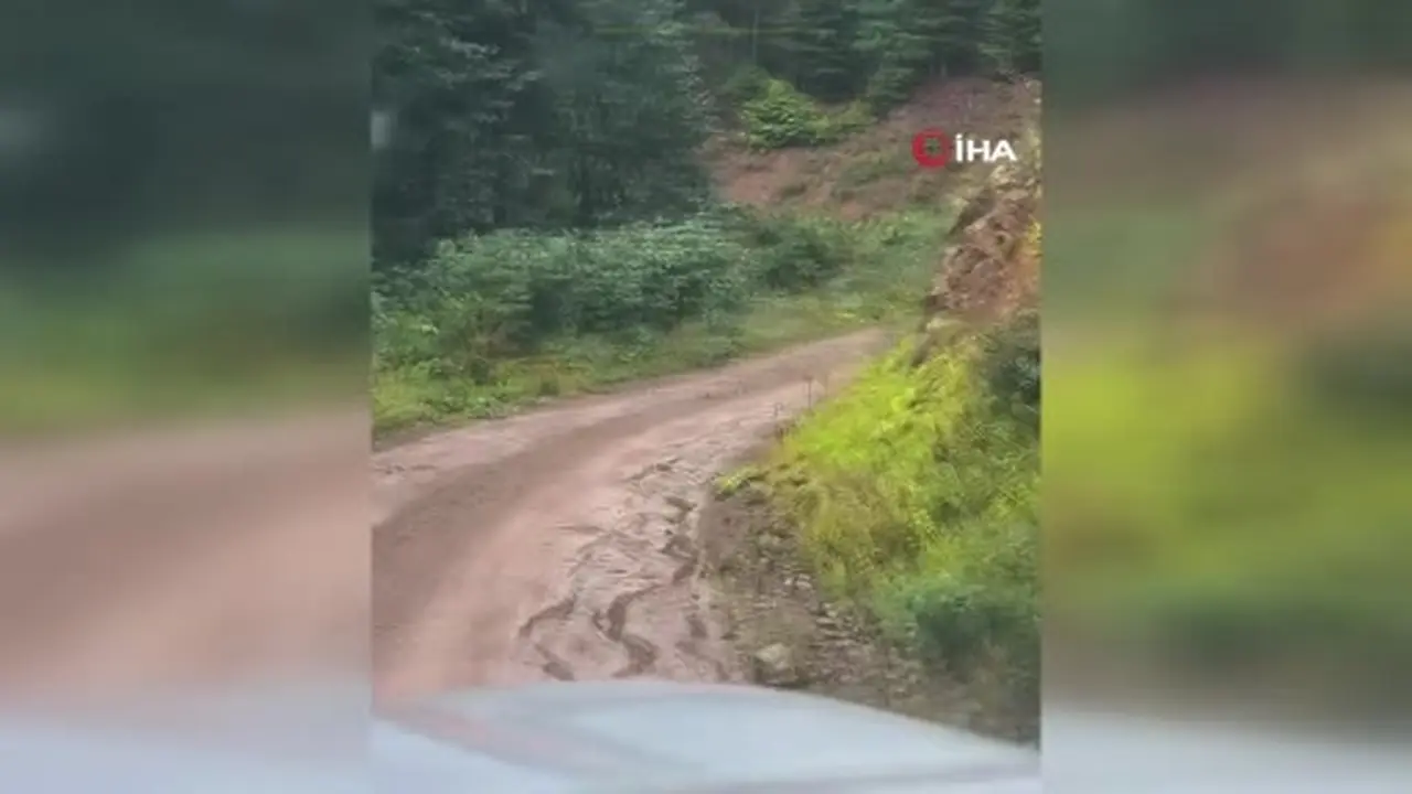 Ormanda sürpriz karşılaşma: Biri yavrularıyla kaçtı, diğeri izledi