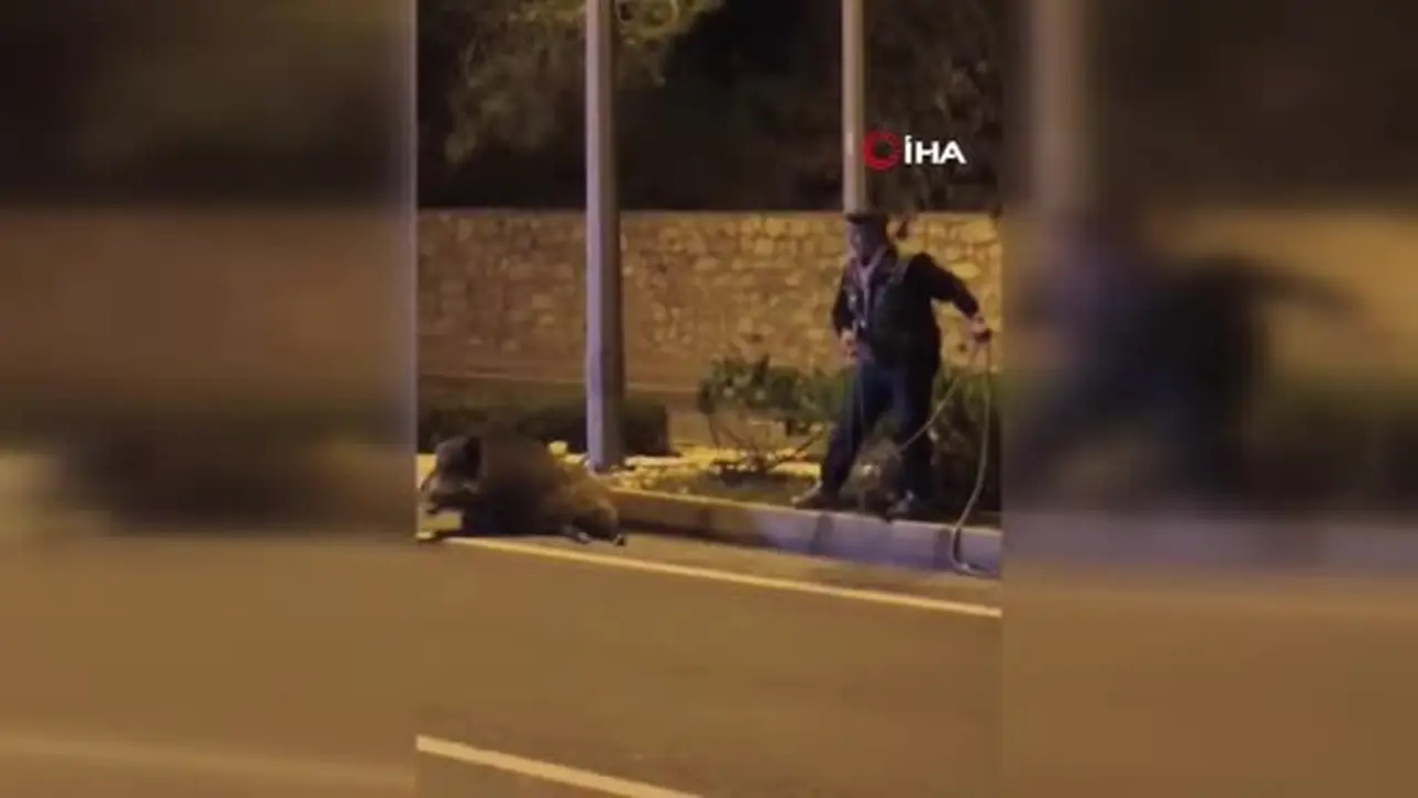 Yaban domuzunu kement atarak yakaladı