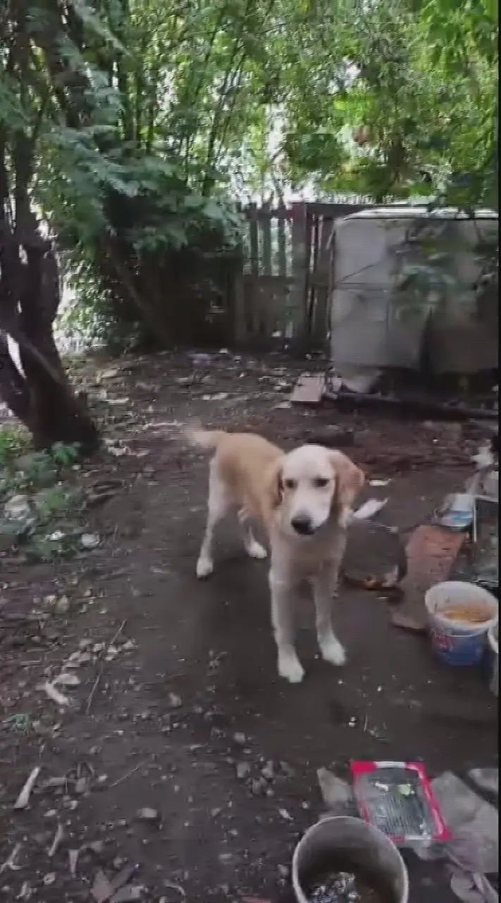 Motosikletle gelip köpeği çalan hırsızlara sitem: "Köpek çalmak nedir"