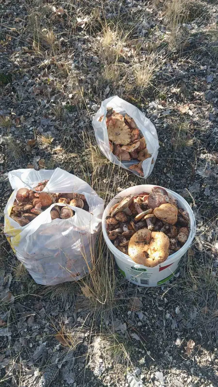 Ankara’da kanlıca mantarı hasadı başladı