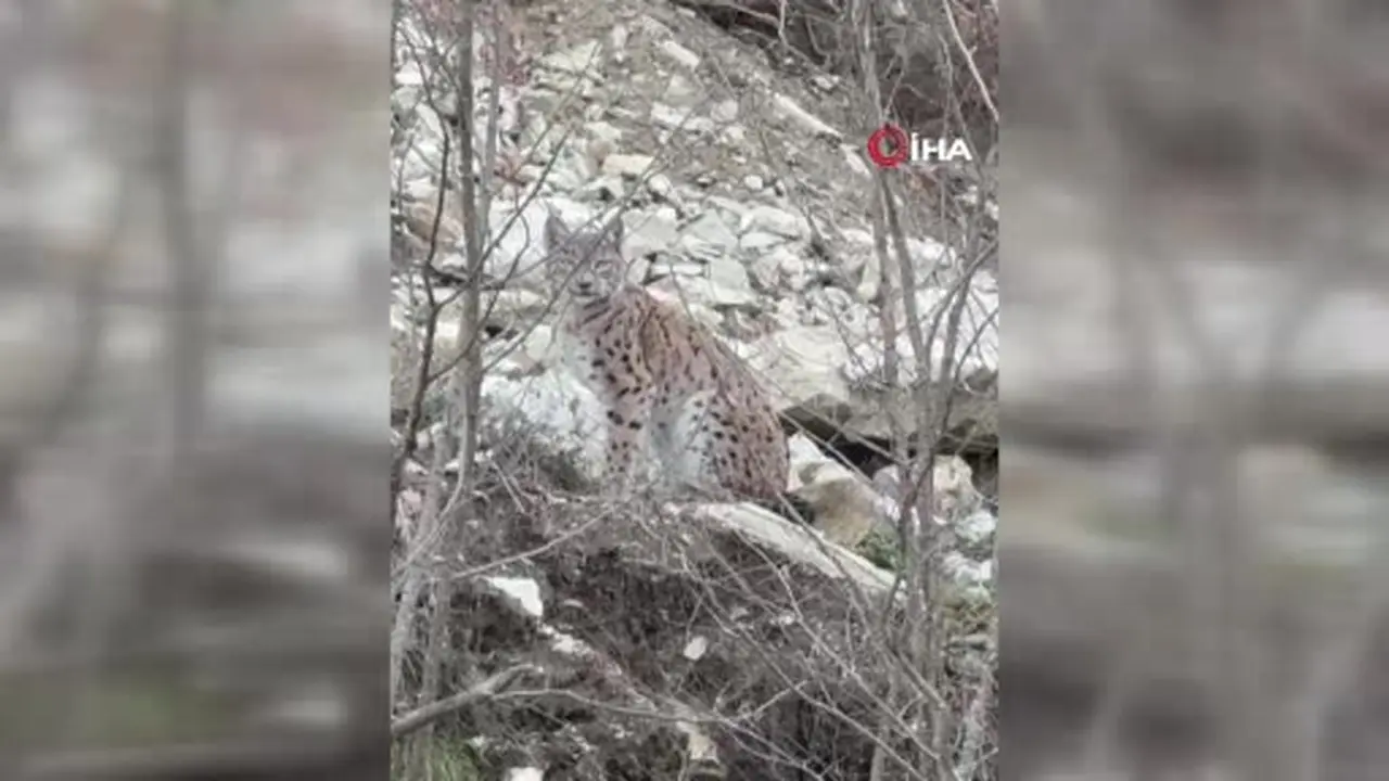 Erzurum’da nesli koruma altındaki vaşak görüntülendi