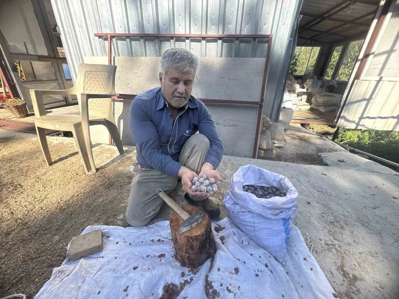 5 kilo kozalak 1 kilo pekmeze dönüşüyor ,kilogramı 500 liradan satılıyor