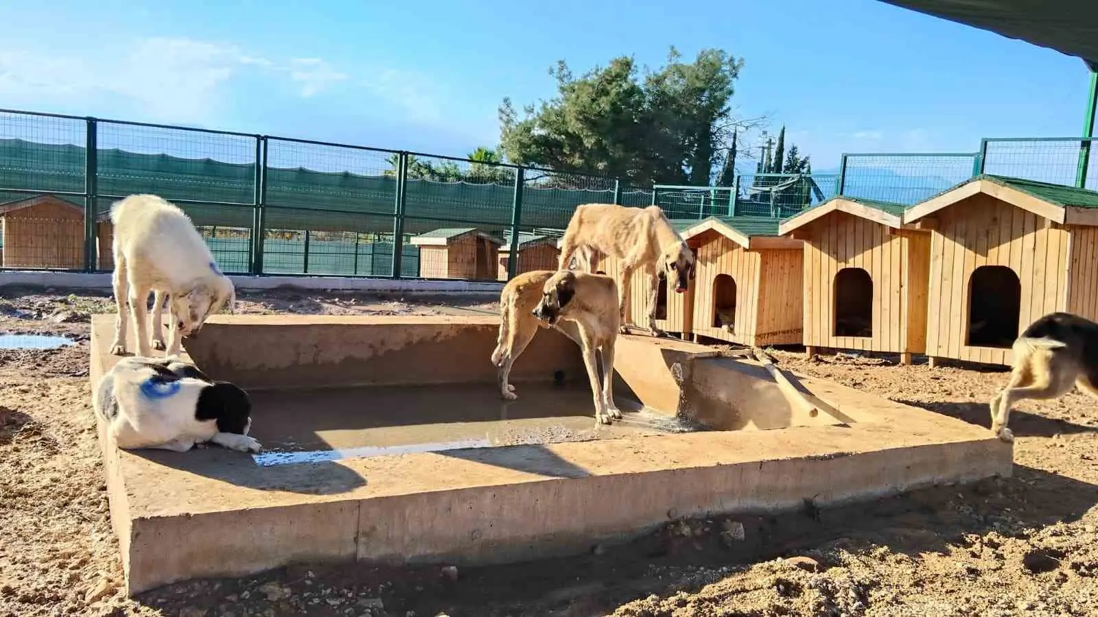Akdeniz’de hayvan barınağında iyileştirme çalışması başlatıldı