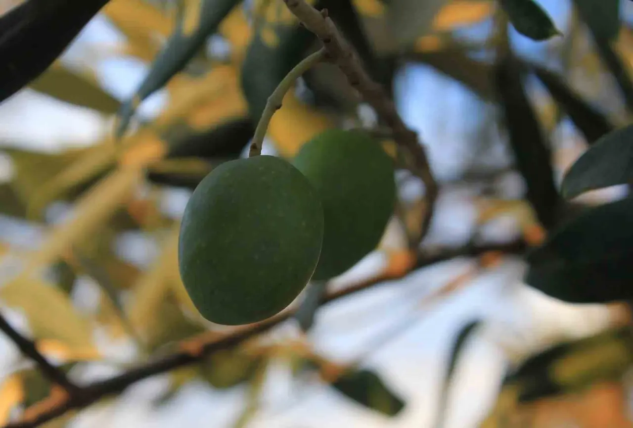 Bursa’da 1 kilogram yağlık zeytinin maliyeti belli oldu