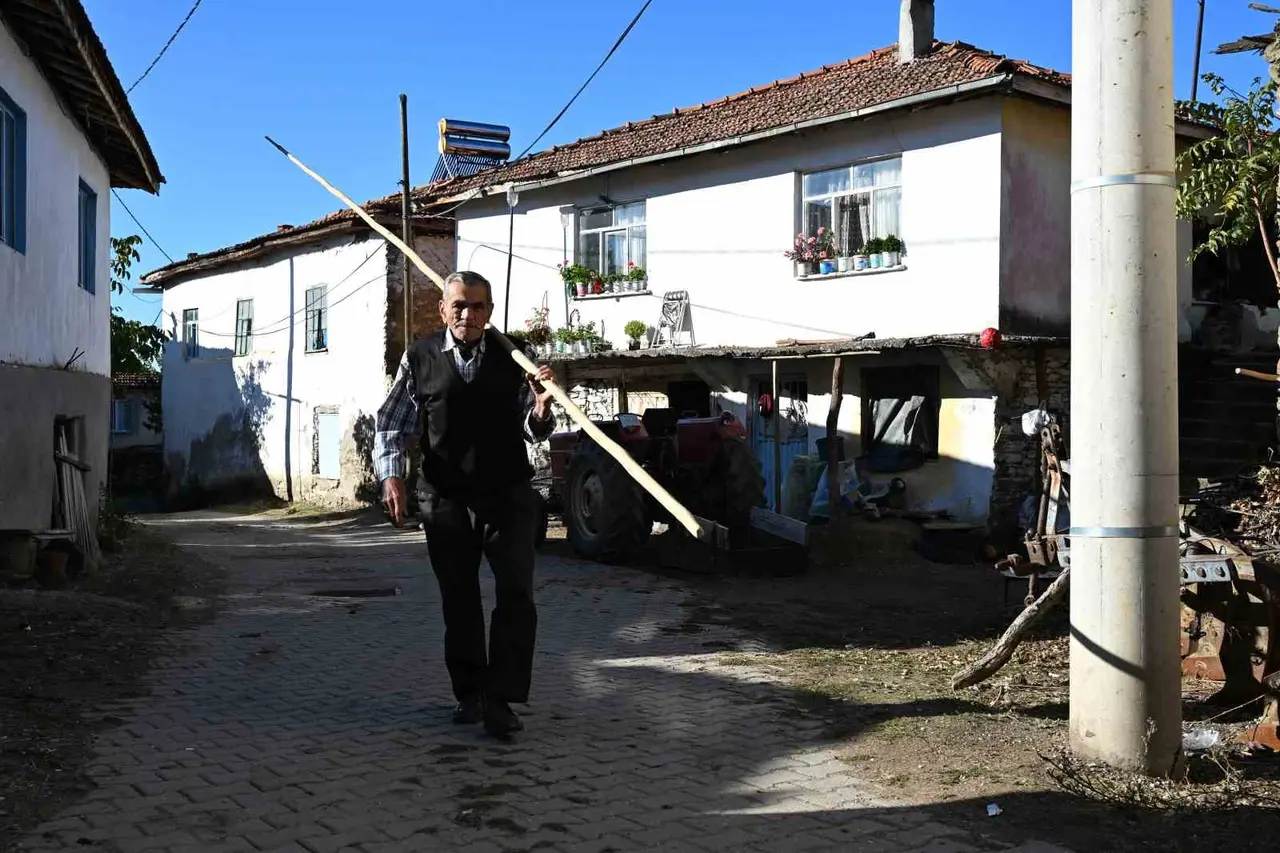 Demirci kestanesinde hasat başladı