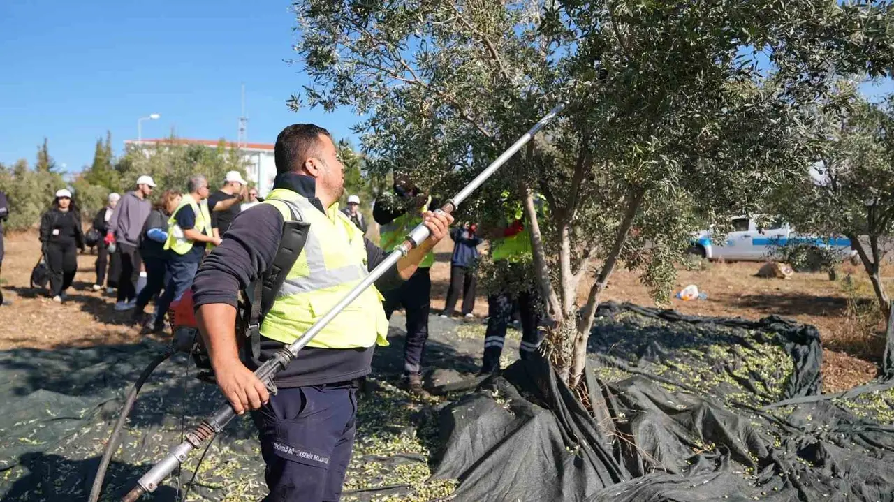Gençler zeytin hasadını sahada öğrendi