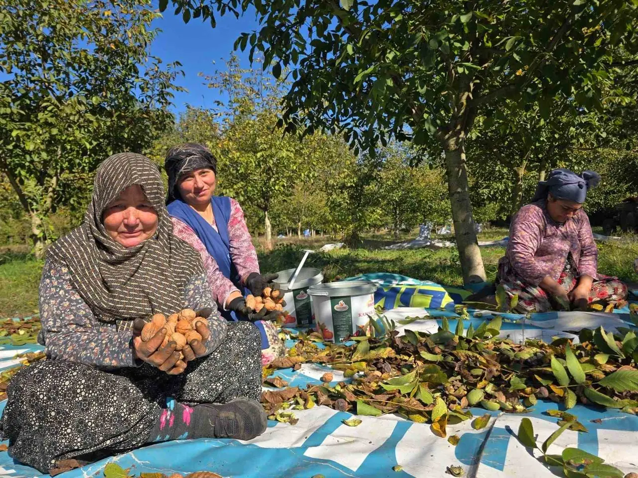 Sındırgı’da ceviz rekoltesi üreticiyi sevindirdi