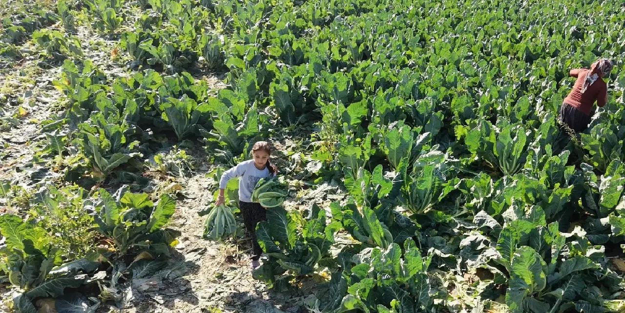 Burdur’da 9 yaşındaki Medine’nin bir eli tarlada, aklı ise geleceğinde