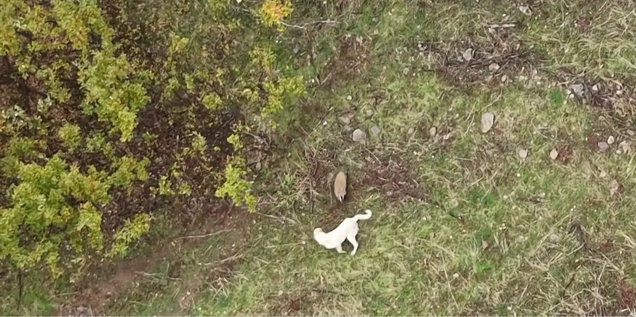 Muş’ta çoban köpeği ile porsuğun mücadelesi havadan görüntülendi