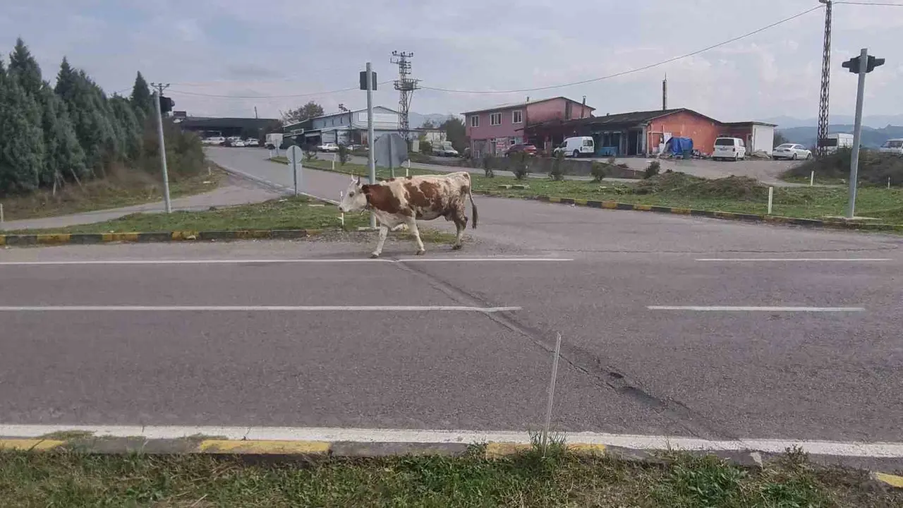 Karayolunda başıboş gezen hayvanlar tehlike saçıyor