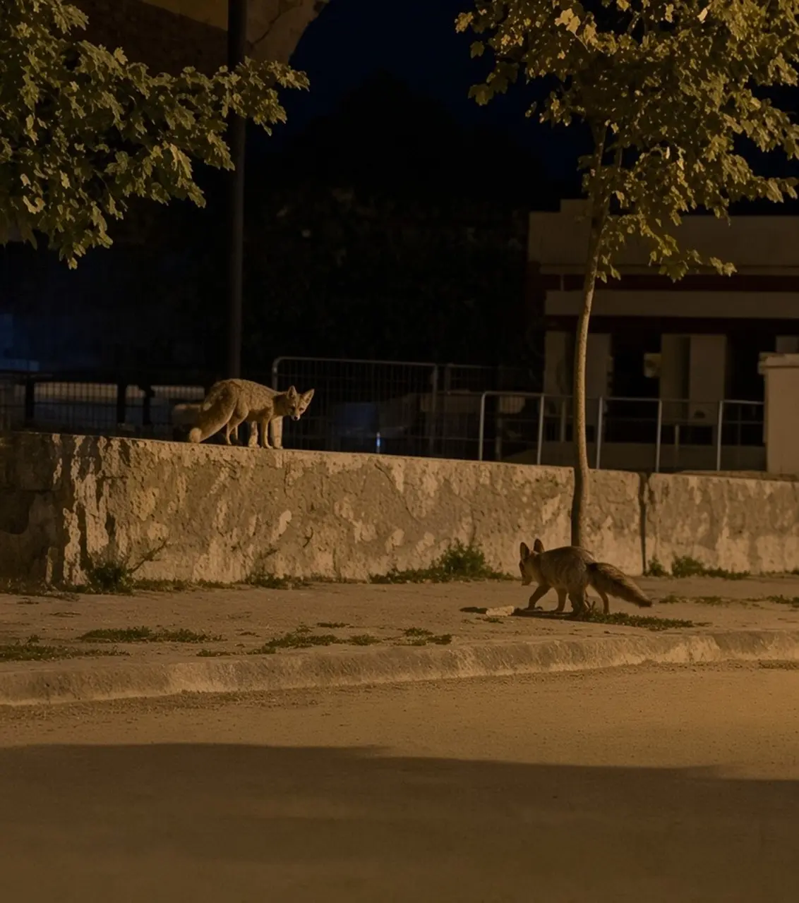Tilkiler şehir merkezinde, ayılar köylerde görüldü