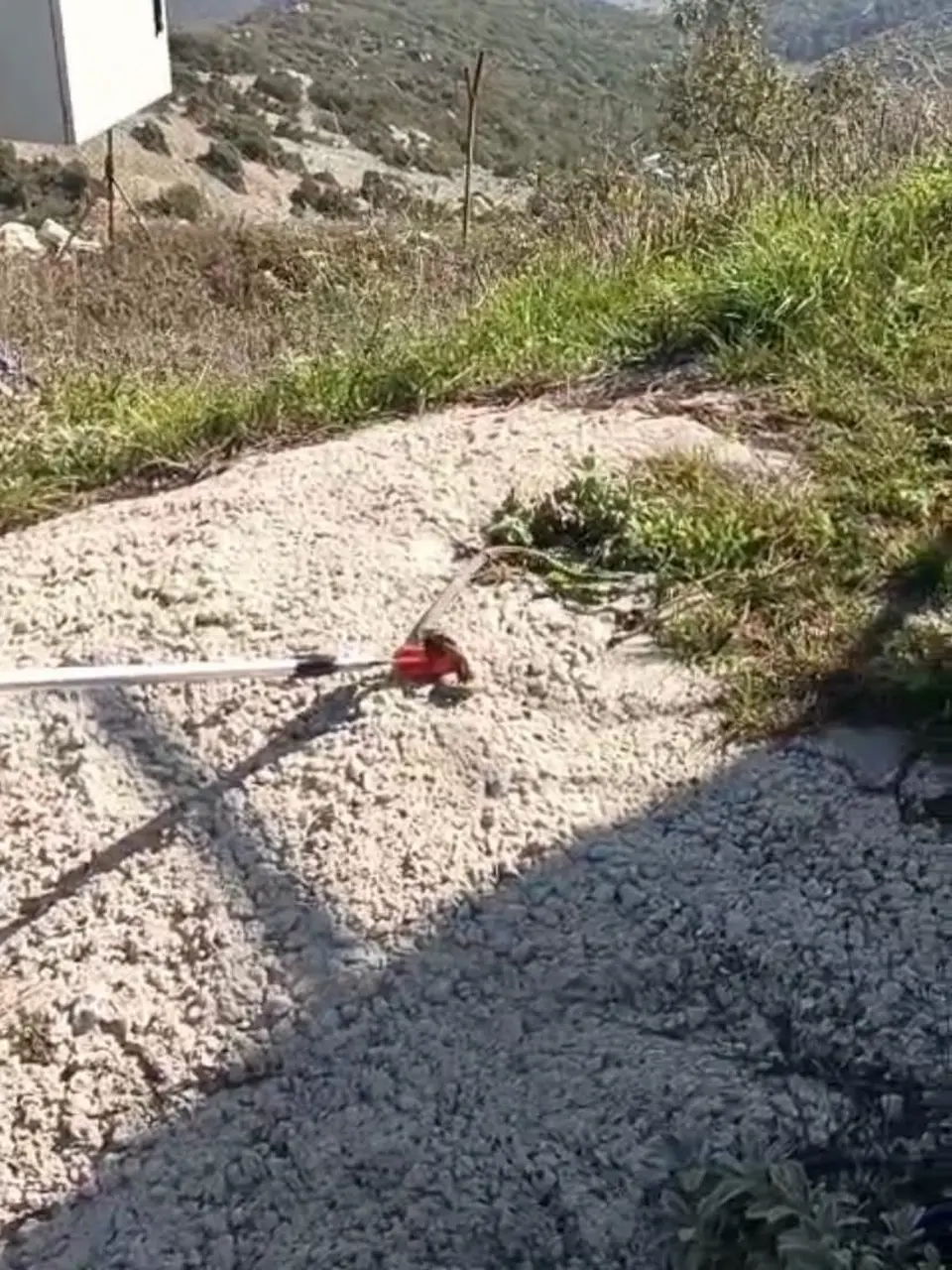 Yayladağı’nda yerleşim yerinde görülen yılan doğaya bırakıldı
