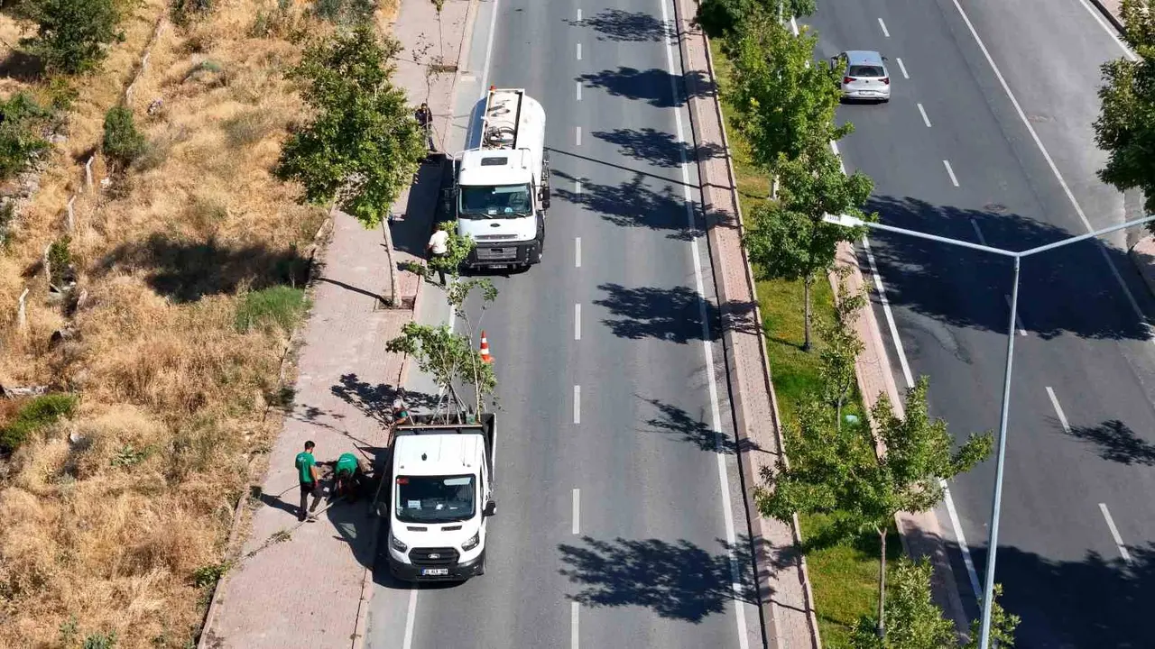 Ömrünü tamamlayan ağaçların yerine yenileri dikiliyor