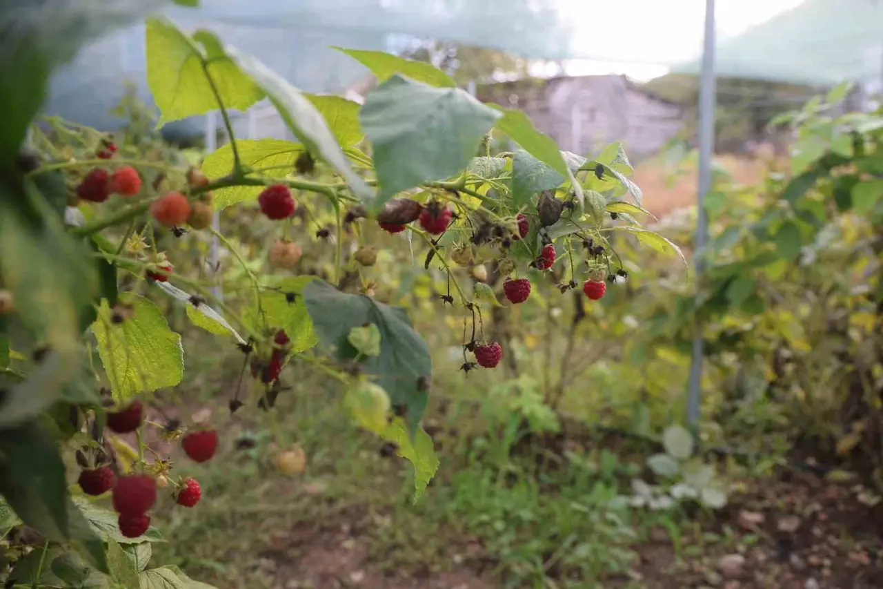 Saimbeyli’de ilk kez yetiştirdi, kilosunu 500 liradan satıyor