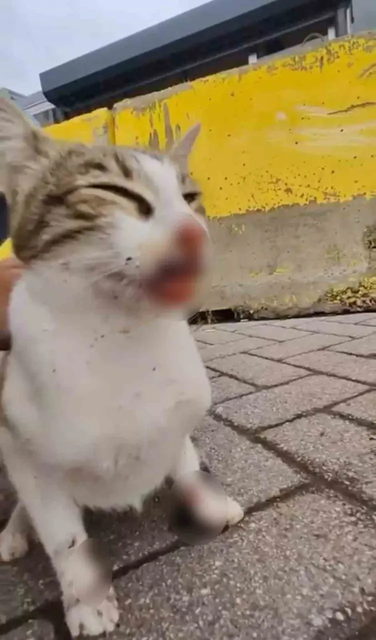 Balıkçı malzemeleri kediyi yaraladı