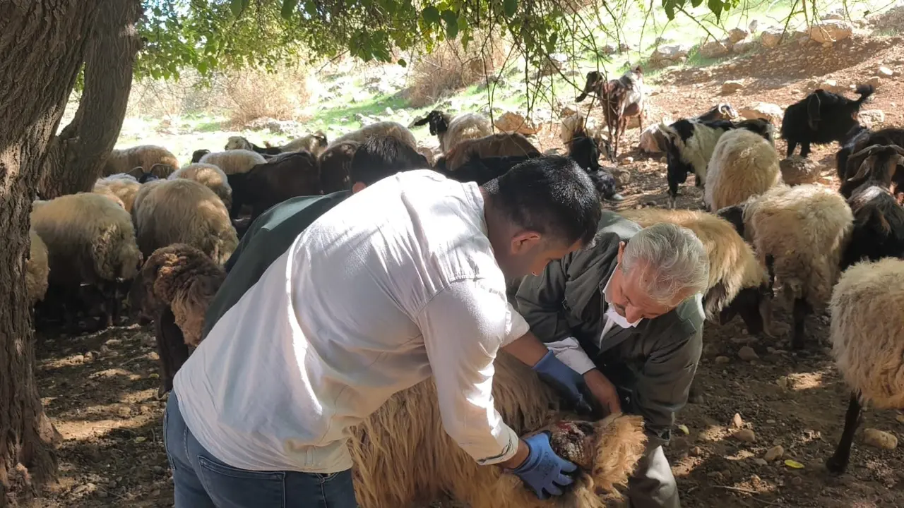 Cudi Dağı eteklerinde çobanlara uygulamalı sürü yönetimi eğitimi