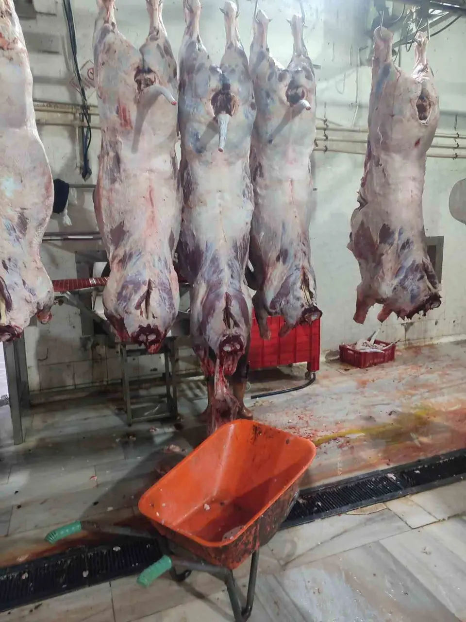 Saray’da 50 büyükbaş hayvanda usulsüzlük tespit edildi