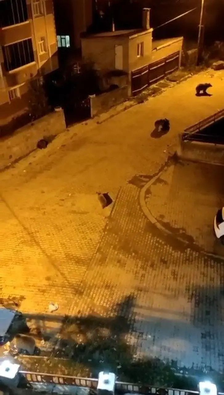 Kars’ta ayılar mahalleyi istila etti