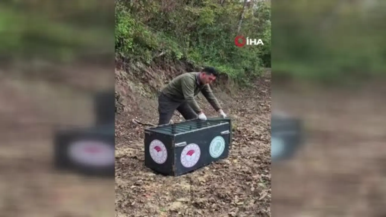 Tedavisi tamamlanan karaca doğal yaşam alanına salındı