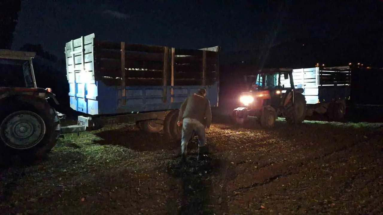 Yağış uyarısı çiftçiyi gece hasadına yöneltti