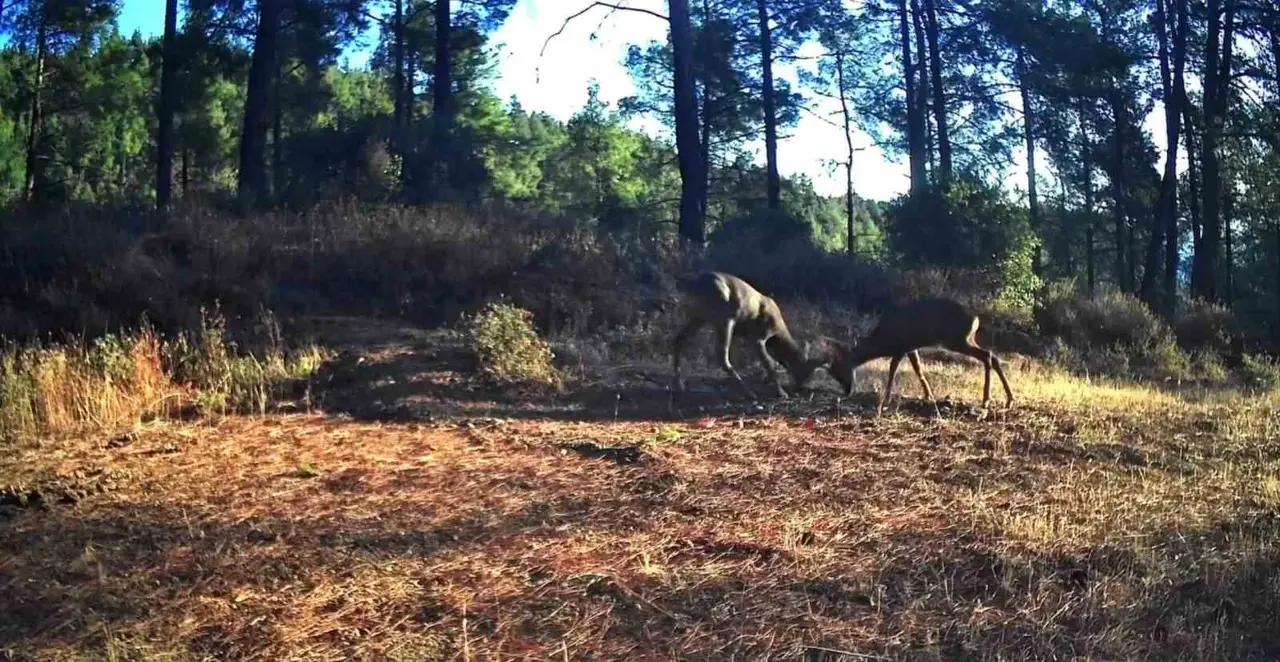 Ganos Dağları’nda nefes kesen mücadele: İki karaca boynuz boynuza